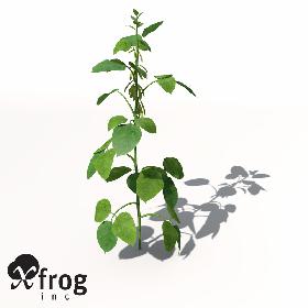 XfrogPlants Soybean
